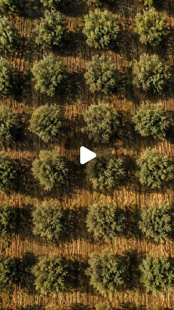 Gaia Iluka Instagram Reel cover: something special, cold pressed